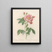 Rosa gallica versicolor - Pierre Joseph Redouté — gerahmtes Bild an der Wand