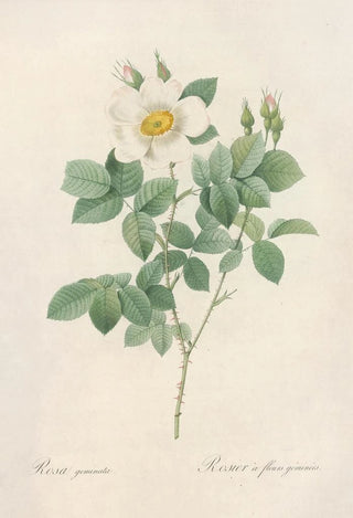 Pierre Joseph Redout - Rosa Geminata.webp