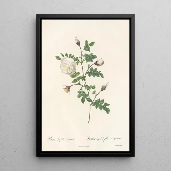 Rosa Hispida Argentea - Pierre Joseph Redouté — gerahmtes Bild an der Wand