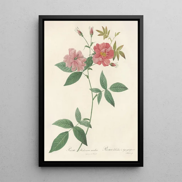 Rosa Hudsoniana Scandens - Pierre Joseph Redouté — gerahmtes Bild an der Wand