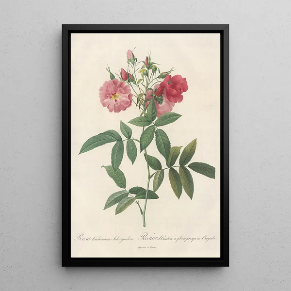 Rosa Hudsoniana Subcorymbosa - Pierre Joseph Redouté — gerahmtes Bild an der Wand