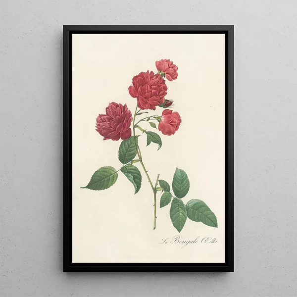 Rosa Indica Caryophyllea - Pierre Joseph Redouté — gerahmtes Bild an der Wand