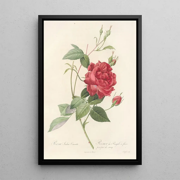 Rosa Indica Cruenta - Pierre Joseph Redouté — gerahmtes Bild an der Wand