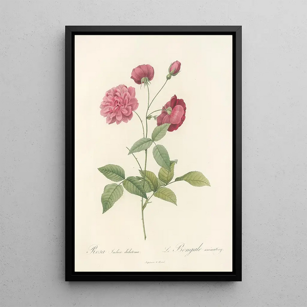 Rosa Indica Dichotoma - Pierre Joseph Redouté — gerahmtes Bild an der Wand