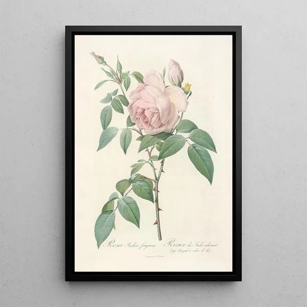 Rosa Indica Fragrans - Pierre Joseph Redouté — gerahmtes Bild an der Wand