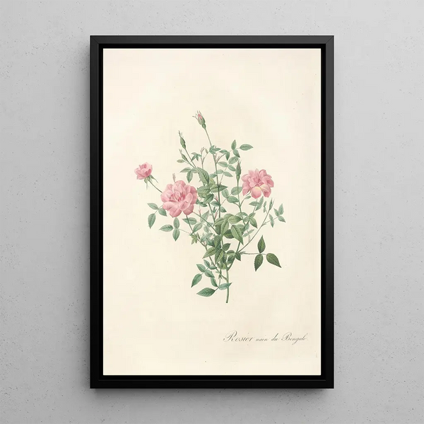 Rosa Indica Pumila - Pierre Joseph Redouté — gerahmtes Bild an der Wand