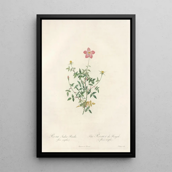 Rosa Indica Pumila Flore Simplici - Pierre Joseph Redouté — gerahmtes Bild an der Wand