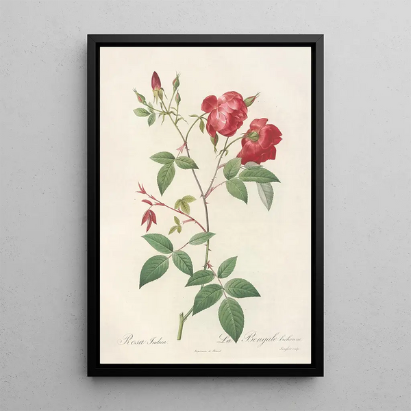 Rosa Indica Rosier de Chine à fleurs doubles - Pierre Joseph Redouté — gerahmtes Bild an der Wand