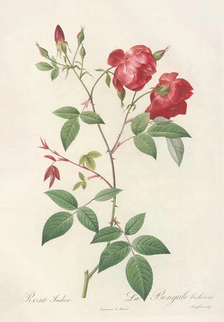 Pierre Joseph Redout - Rosa Indica Rosier de Chine a fleurs doubles.webp