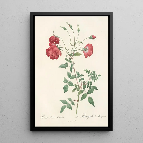 Rosa Indica Sertulata - Pierre Joseph Redouté — gerahmtes Bild an der Wand