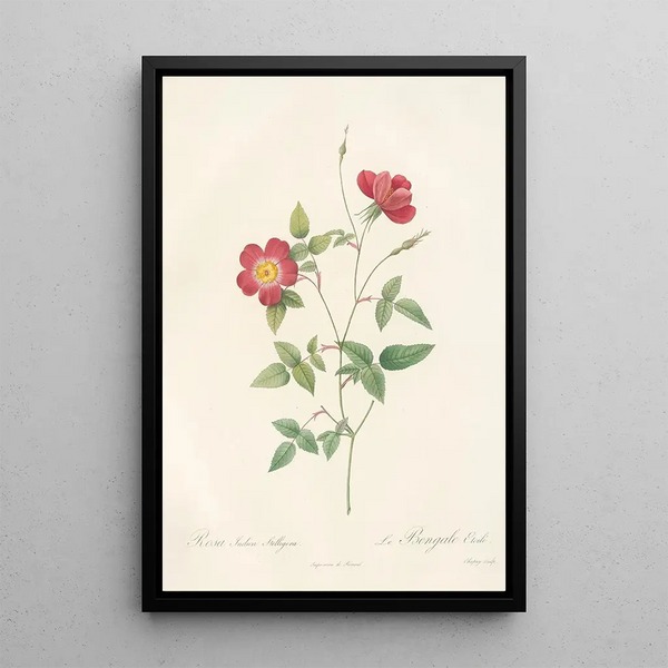 Rosa Indica Stelligera - Pierre Joseph Redouté — gerahmtes Bild an der Wand