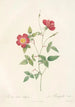 Rosa Indica Stelligera - Pierre Joseph Redouté — Ansicht des Kunstwerks