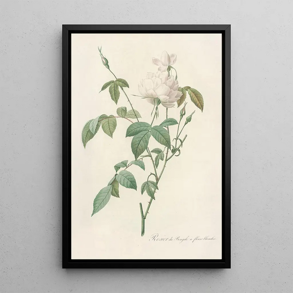 Rosa Indica Subalba - Pierre Joseph Redouté — gerahmtes Bild an der Wand
