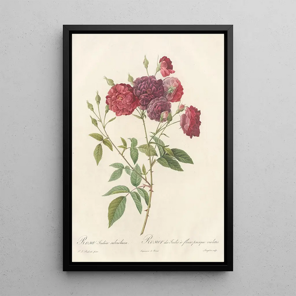 Rosa Indica Subviolacea - Pierre Joseph Redouté — gerahmtes Bild an der Wand