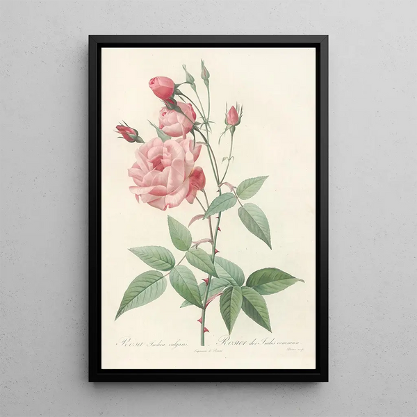 Rosa Indica Vulgaris - Pierre Joseph Redouté — gerahmtes Bild an der Wand
