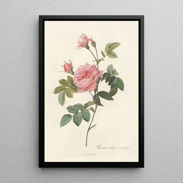 Rosa Inermis - Pierre Joseph Redouté — gerahmtes Bild an der Wand
