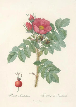 Pierre Joseph Redout - Rosa Kamtschatica.webp