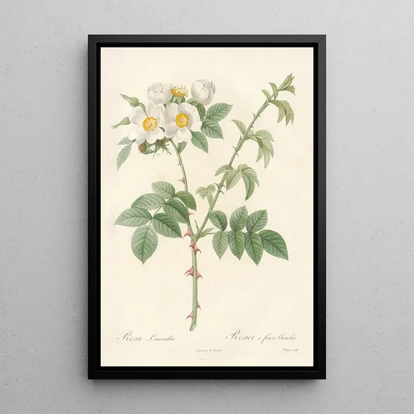 Rosa Leucantha - Pierre Joseph Redouté — gerahmtes Bild an der Wand