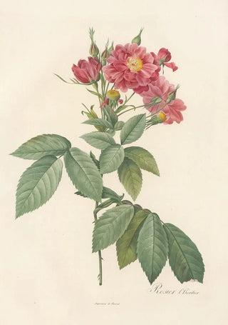 Pierre Joseph Redout - Rosa Lheritieranea.webp
