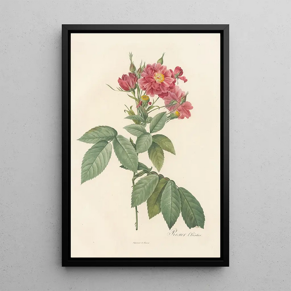 Rosa Lheritieranea - Pierre Joseph Redouté — gerahmtes Bild an der Wand
