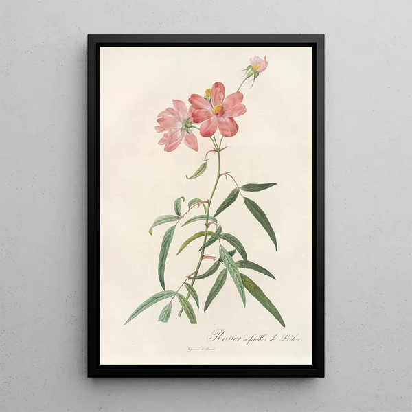 Rosa Longifolia - Pierre Joseph Redouté — gerahmtes Bild an der Wand