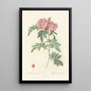 Pierre Joseph Redout - Rosa Lucida.webp