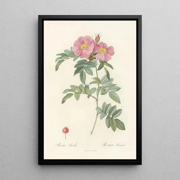 Rosa Lucida - Pierre Joseph Redouté — gerahmtes Bild an der Wand
