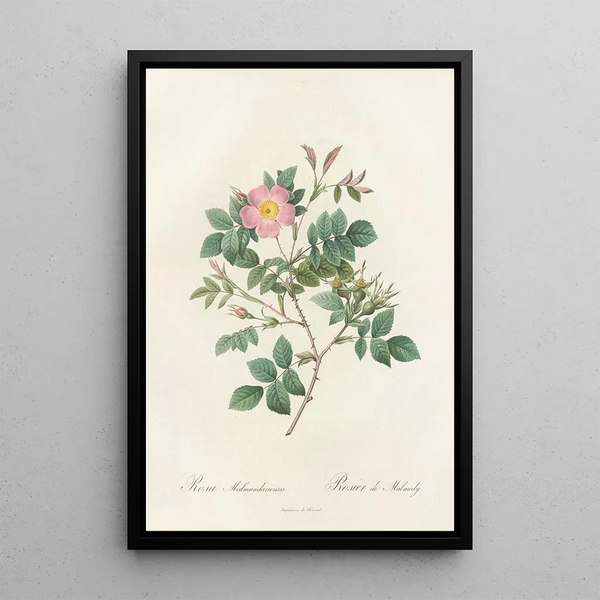 Rosa Malmundariensis - Pierre Joseph Redouté — gerahmtes Bild an der Wand