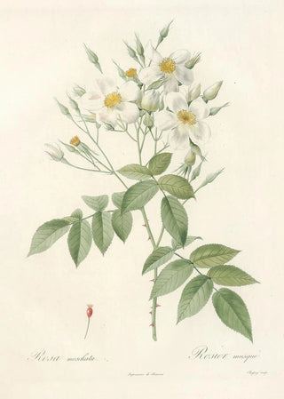 Pierre Joseph Redout - Rosa Moschata.webp
