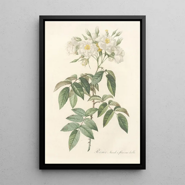 Rosa Moschata Flore Semi-Pleno - Pierre Joseph Redouté — gerahmtes Bild an der Wand