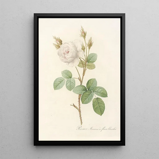 Pierre Joseph Redout - Rosa Muscosa Alba.webp