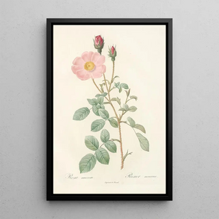 Pierre Joseph Redout - Rosa Muscosa Simplex.webp