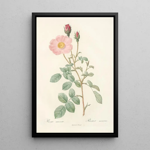 Rosa Muscosa Simplex - Pierre Joseph Redouté — gerahmtes Bild an der Wand