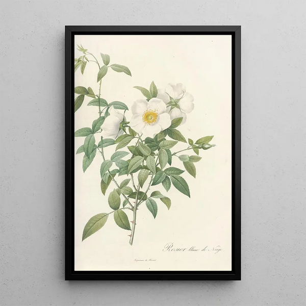 Rosa Nivea - Pierre Joseph Redouté — gerahmtes Bild an der Wand