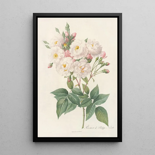 Pierre Joseph Redout - Rosa Noisettiana.webp