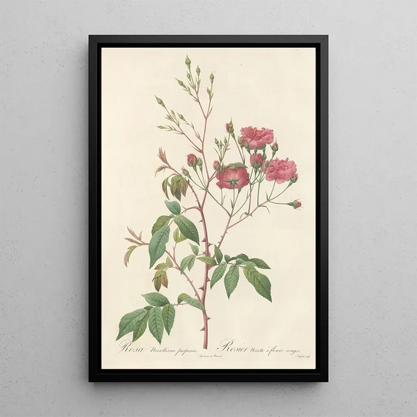 Rosa Noisettiana Purpurea - Pierre Joseph Redouté — gerahmtes Bild an der Wand
