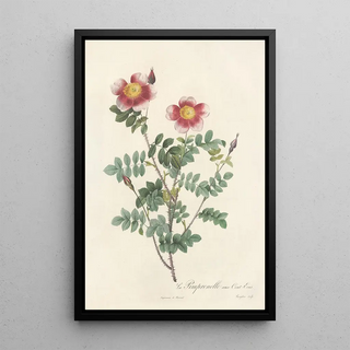 Pierre Joseph Redout - Rosa Pimpinellifolia Flore Variegato.webp