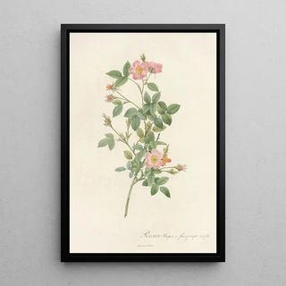 Pierre Joseph Redout - Rosa Pomponia Flore Subsimplici.webp