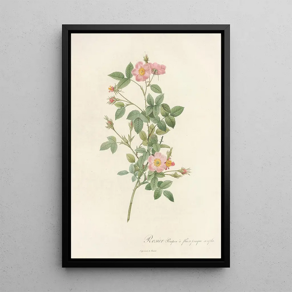 Rosa Pomponia Flore Subsimplici - Pierre Joseph Redouté — gerahmtes Bild an der Wand