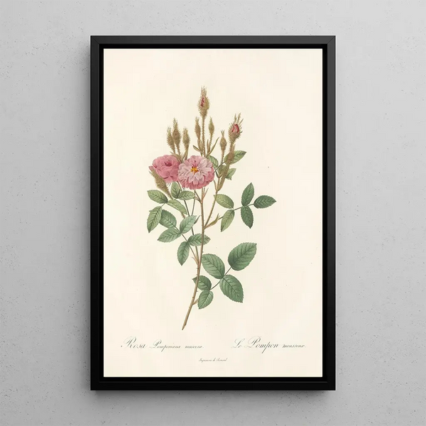 Rosa Pomponiana Muscosa - Pierre Joseph Redouté — gerahmtes Bild an der Wand