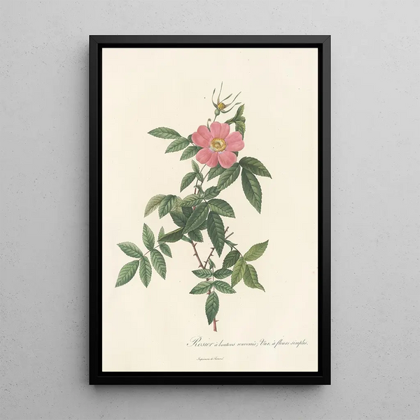 Rosa Reclinata Flore Simplici Kunstdruck - Pierre Joseph Redouté — gerahmtes Bild an der Wand