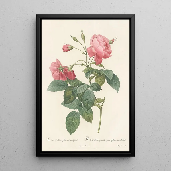 Rosa Reclinata Flore Submultiplici - Pierre Joseph Redouté — gerahmtes Bild an der Wand