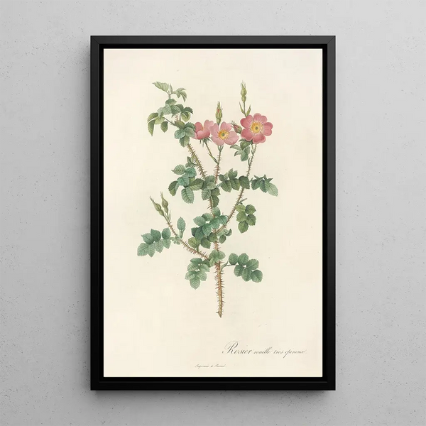 Rosa Rubiginosa Aculeatissima - Pierre Joseph Redouté — gerahmtes Bild an der Wand