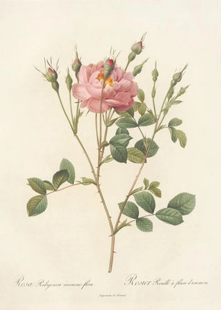 Pierre Joseph Redout - Rosa Rubiginosa AnemoneFlora.webp