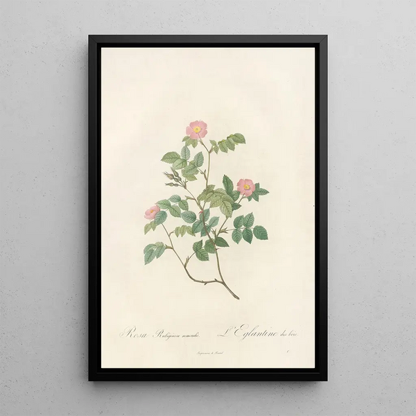 Rosa Rubiginosa Nemoralis - Pierre Joseph Redouté — gerahmtes Bild an der Wand