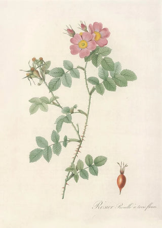 Pierre Joseph Redout - Rosa Rubiginosa Triflora.webp