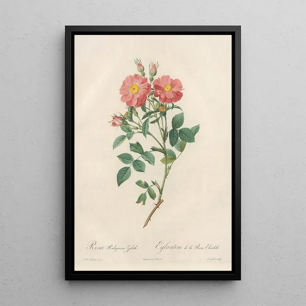 Rosa Rubiginosa Zabeth - Pierre Joseph Redouté — gerahmtes Bild an der Wand
