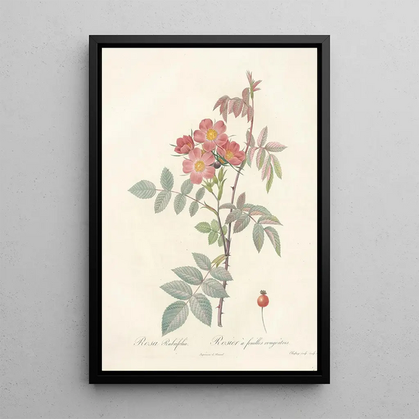 Rosa Rubrifolia - Pierre Joseph Redouté — gerahmtes Bild an der Wand