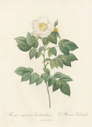 Pierre Joseph Redout - Rosa Sempervirens Leschenaultiana.webp