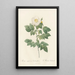 Rosa Sempervirens Leschenaultiana - Pierre Joseph Redouté — gerahmtes Bild an der Wand